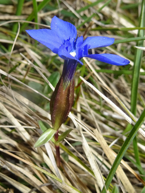 Gentiana verna subsp. verna ?